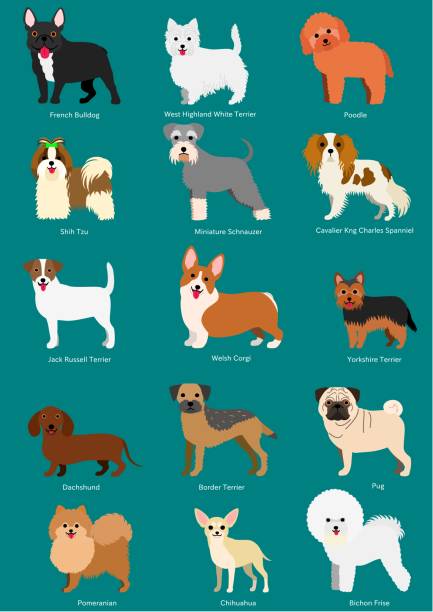 small dog breeds  set with breeds names small dog breeds  set with breeds names isolated on white. border terrier stock illustrations