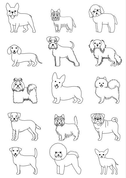 small dog breeds line art set small dog breeds line art set isolated on white. border terrier stock illustrations