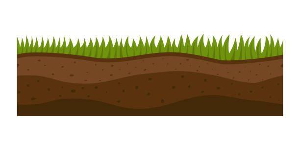 querschnitt boden scheibe isoliert einige stück natur im freien ökologie underground und freistehende render garten natürliche geologe erde vektor-illustration - termite soil stock-grafiken, -clipart, -cartoons und -symbole