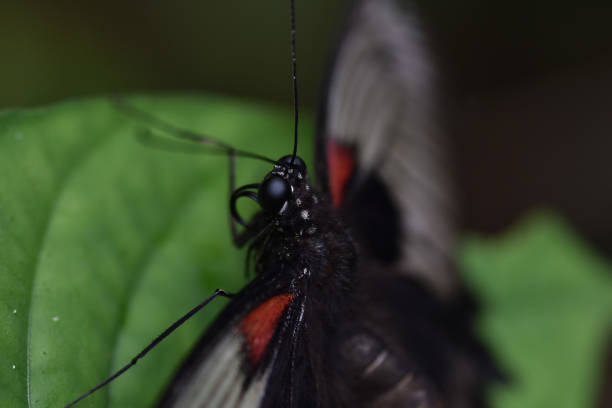 istock Close up of an exotic butterfly 658325780