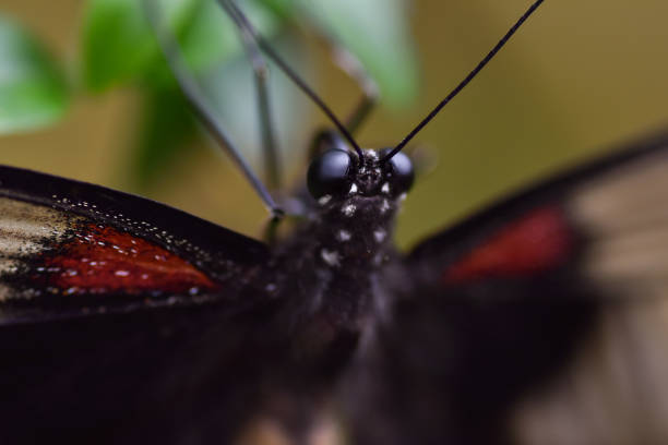 istock Close up of an exotic butterfly 658325782