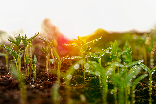 Horizontal image of healthy green young watered vegetable back lit seedlings or plant shoots having just germinated and rising out of the soil with natural back lighting, very shallow depth of field creating an abstract effect.