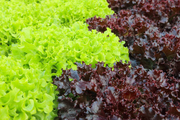 istock Oakleaf lettuce, corrugated lettuce on entire background 658333092