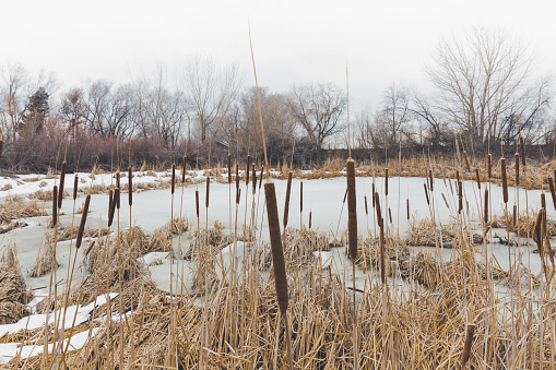 Bulrushes around the swamp