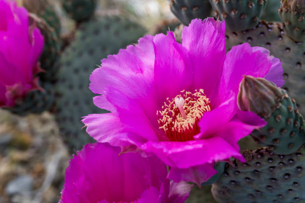 istock Wild Beavertail Cactus in southern Nevada 658336562
