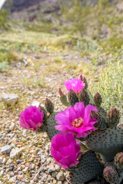 istock Wild Beavertail Cactus in southern Nevada 658336604