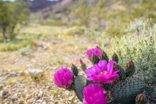 istock Wild Beavertail Cactus in southern Nevada 658336622