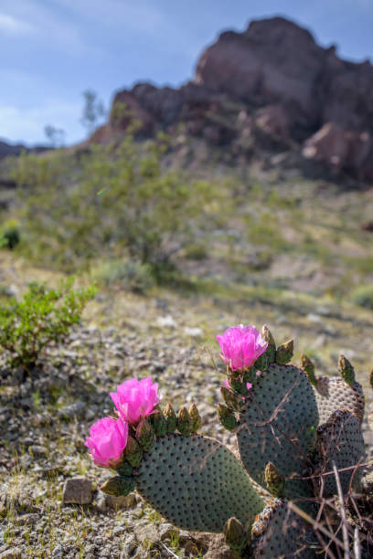 istock Wild Beavertail Cactus in southern Nevada 658336658