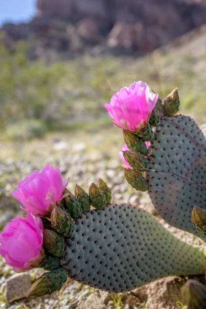 istock Wild Beavertail Cactus in southern Nevada 658336668
