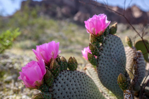 istock Wild Beavertail Cactus in southern Nevada 658336678