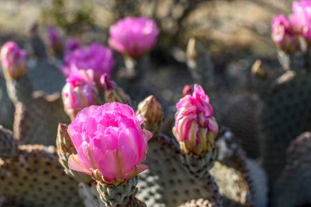 istock Wild Beavertail Cactus in southern Nevada 658336712