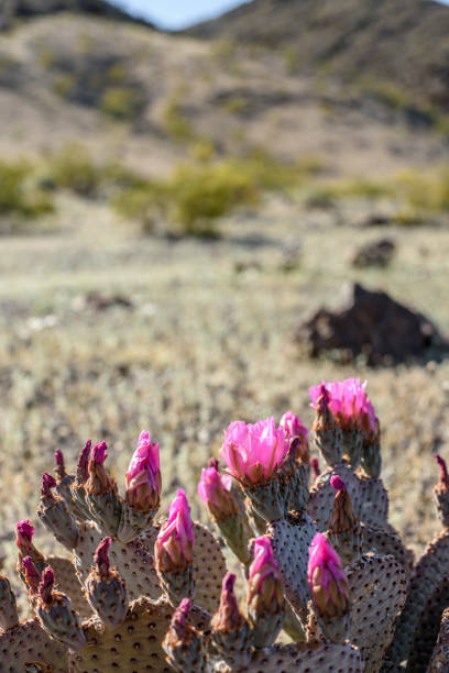 istock Wild Beavertail Cactus in southern Nevada 658336742