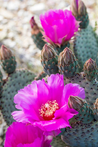 istock Wild Beavertail Cactus in southern Nevada 658336756