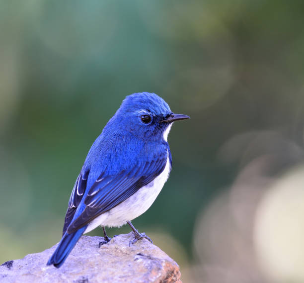 istock Ultramarine Flycatcher the beautiful blue and white bird 658339966