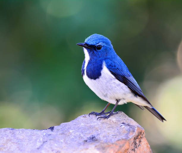 istock Ultramarine Flycatcher the beautiful blue and white bird 658339974