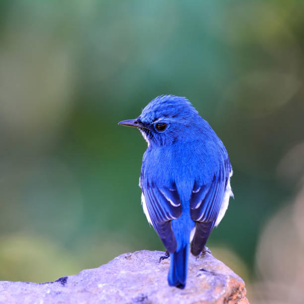 istock Ultramarine Flycatcher the beautiful blue and white bird 658339998