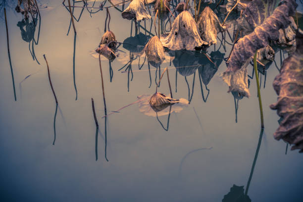 withered lotus on a lake,natural scenery.
