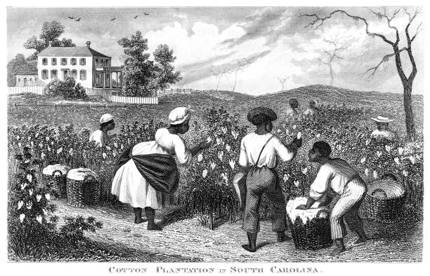 Cotton plantation USA engraving 1873 Facts for Farmers - Materials fror Land-owners about Domestic Animals, Gardens and Vineyards, Edited by Solon Robinson in Two Volumens New York, A.J.Johnson 1873 american slavery stock illustrations