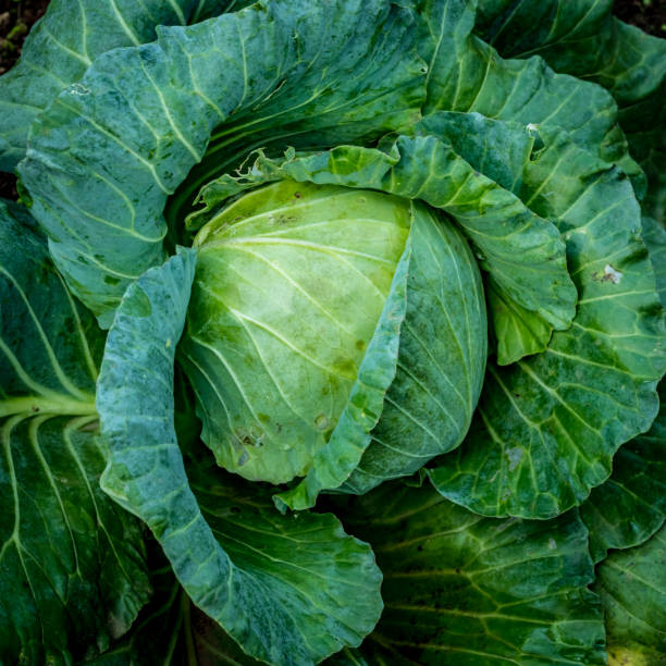 istock Top view of green lettuce 658343376