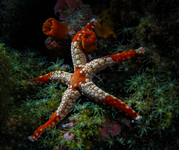 istock Colorful Starfish in Coral 658343734