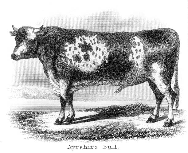 ayrshire 불 1873 조각 - ayrshire cattle stock illustrations