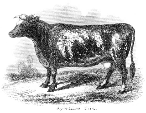 ayrshire 암소 1873 조각 - ayrshire cattle stock illustrations