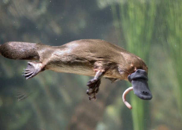 1,844 Duck Billed Platypus Stock Photos, Pictures & Royalty-Free Images - iStock