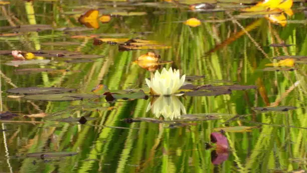Photo of green grass and lotus refected in the water
