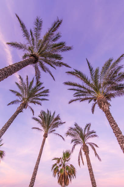 istock Tropical palm trees on the beach 658347648