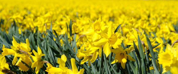 istock Field with yellow daffodils in april 658347742