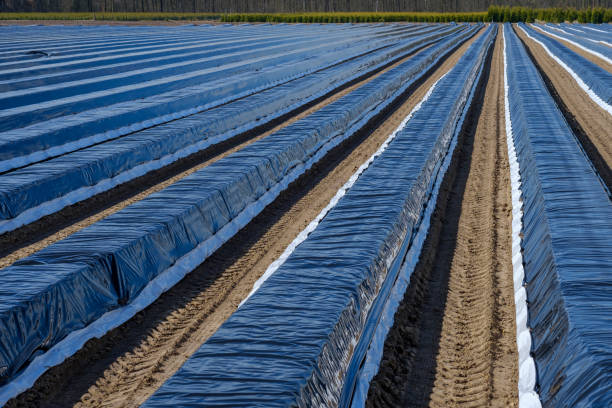 Long asparagus beds covered with black plastic foil in the spring season.