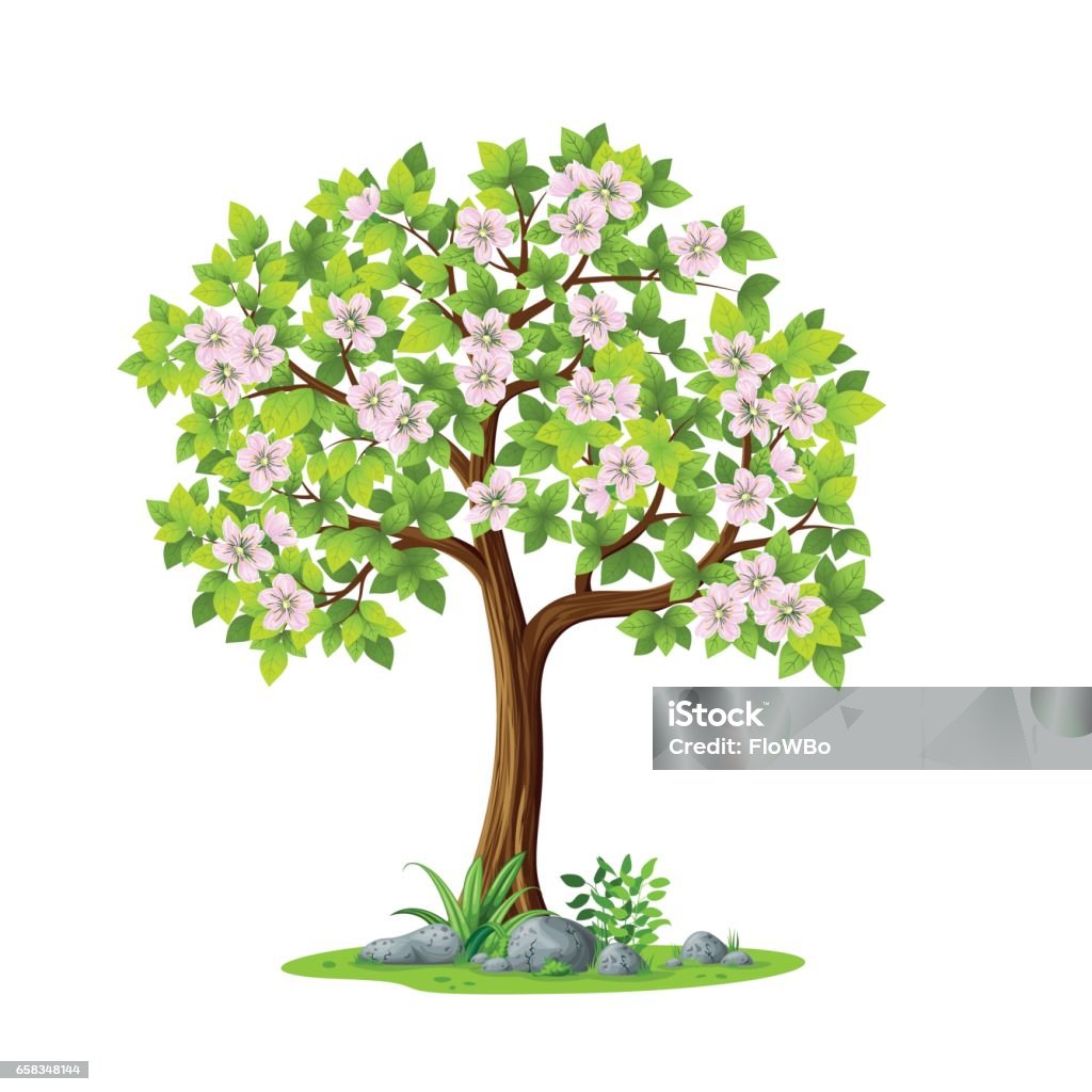 Minh Họa Một Cái Cây Vào Mùa Xuân Trên Nền Trắng Hình minh họa Sẵn ...