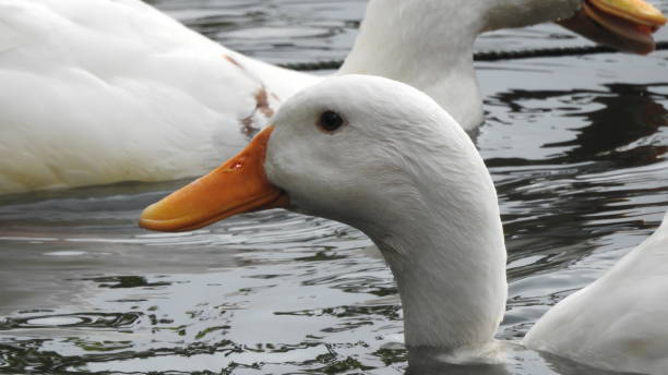 istock Ducks Swimming on the lake 658350890
