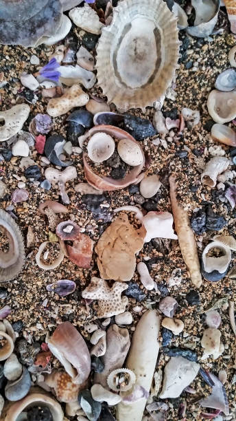 istock Shell Fragments - Backgrounds - Kona Hawaii 658352612