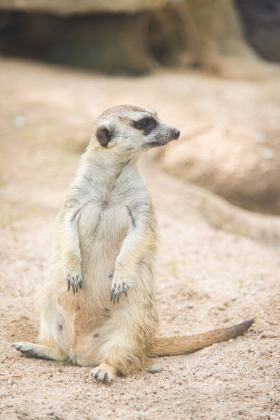 istock Close up of meerkat 658354716