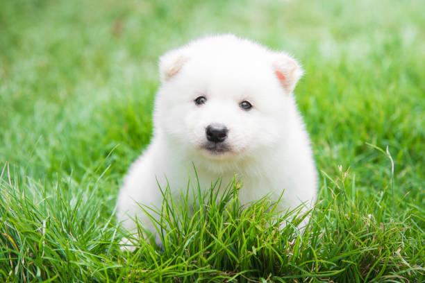 istock White puppy lying on green grass 658354738