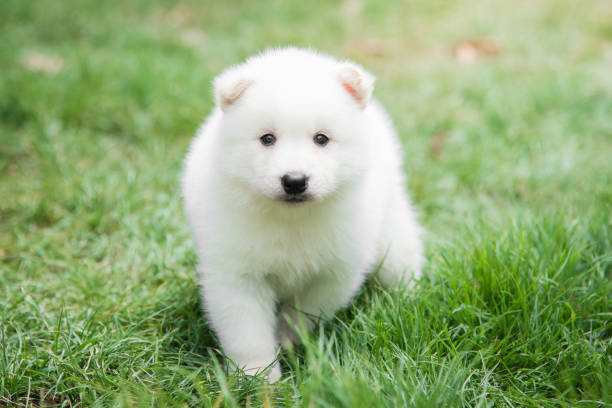 istock White puppy lying on green grass 658354752