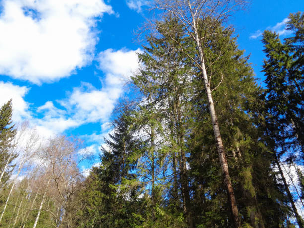 istock Wild forest of Siberia under the blue sky and cold sun 658354808