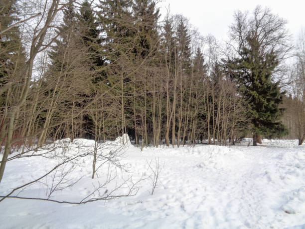 istock Last day of winter in the forest. Spring is coming 658354850