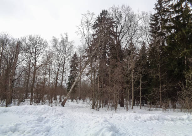 istock Last day of winter in the forest. Spring is coming 658355380