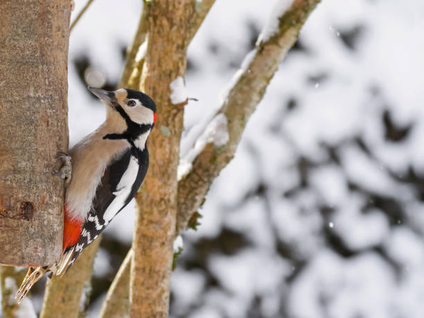 istock Great spotted woodpecker bird in black, white, crimson red patch on tree while snowing 658355484