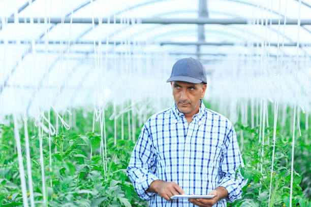 istock Businessman using digital tablet in green house 658359228