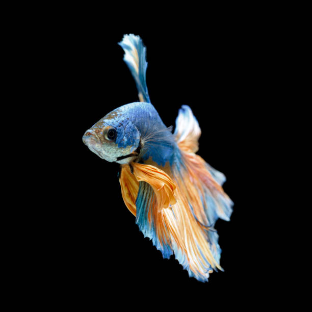 istock Blue fighting fish isolated on black background 658359264