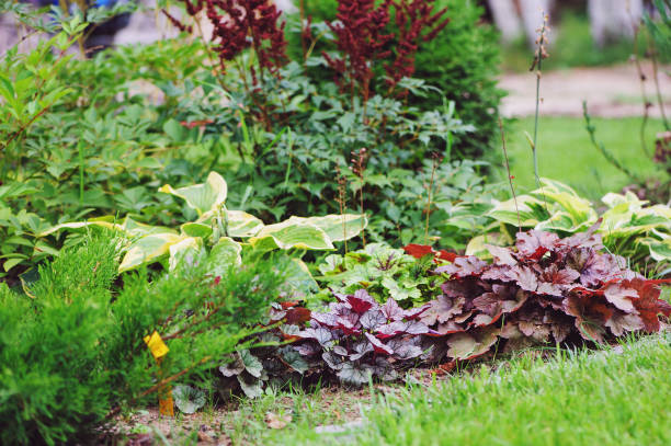 Mixed perennials combination in summer garden with heucheras and hostas