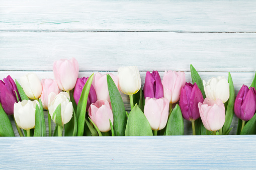 Colorful tulips over wooden background. Easter card with space for your greetings