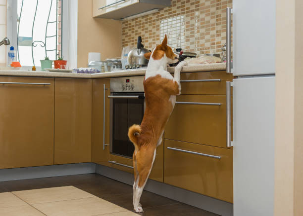 Hungry basenji dog thoroughly inspecting kitchen while being home alone - fotografia de stock