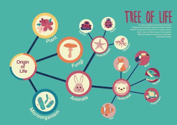 drzewo życia - vertebrate stock illustrations