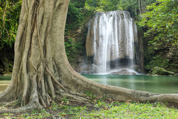 istock Roots of big tree with waterfall background 658363744