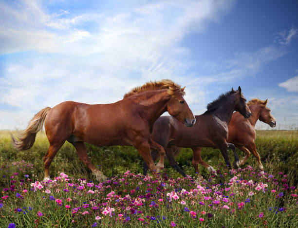 istock Horses jumping on a flowering meadow 658367520
