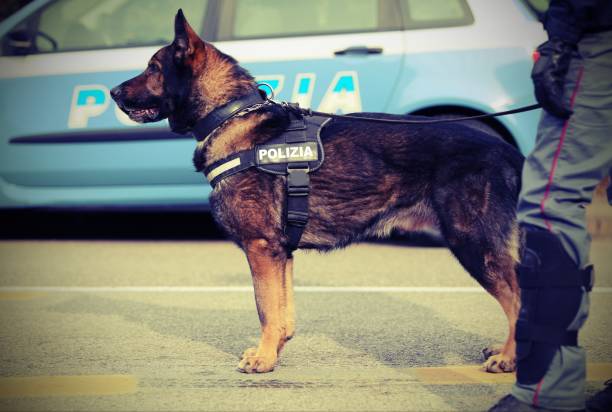 istock italian police dog 658367796